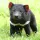 39. Why does the Tasmanian Devil have 20 offspring but only four nipples?