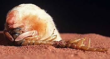 marsupial-mole-eating-centipede
