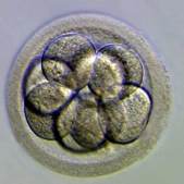 embrion-8-celulas